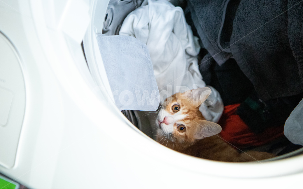 고양이,아기고양이,코리안숏헤어,치즈태비,세탁기