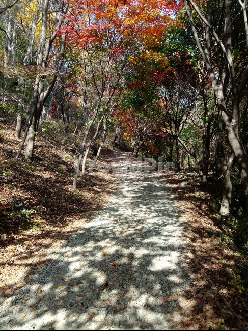 도로,길,등산로,산책로,road,가을,단풍,낙엽,계절