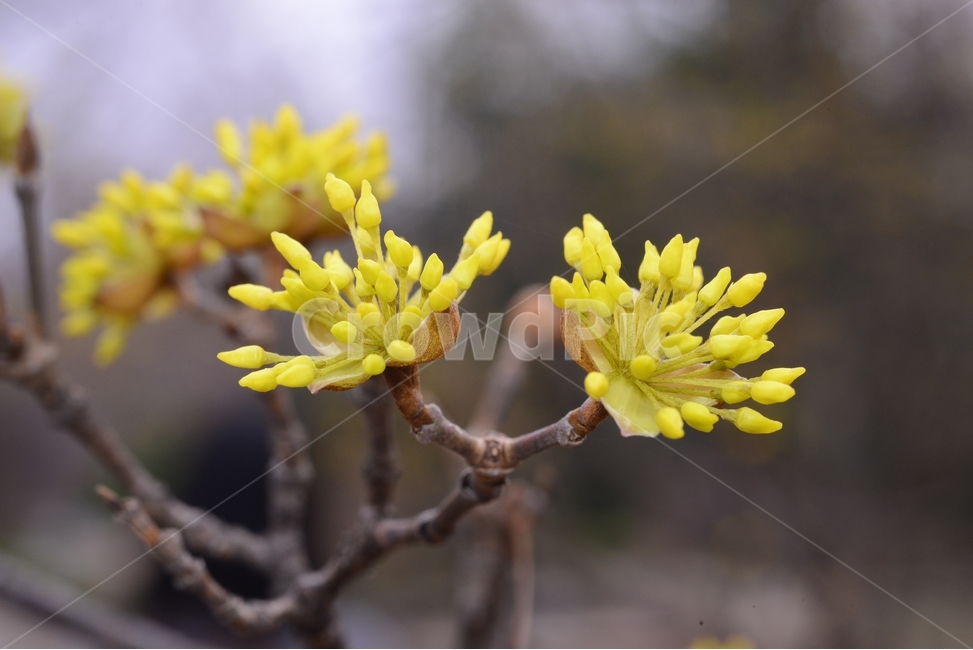 봄,꽃,자연,nature,클로즈업,closeup,산수유,spring,flower,노랑,봄,계절,spring,season,식물,자연,plants,nature,꽃,flower,plant