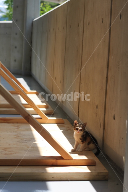 고양이,새끼고양이,아기고양이,길냥이,길고양이,kitten,animal,baby,cute,lonely,loneliness,one,한마리,유기묘,반려묘,pet,mammal,낮,외로움,동물,animal,포유류,mammal,고양이,cat,kitten,kitty