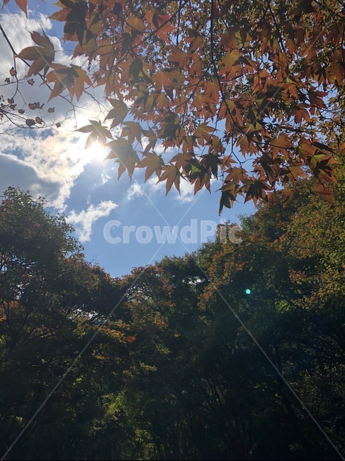 단풍잎,나뭇잎,사이,구름,해