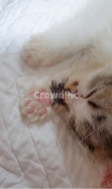 고양이,젤리,동물,졸림,낮잠,귀여움,냥이,애완동물,동물,animal,포유류,mammal,고양이,cat,kitten,kitty
