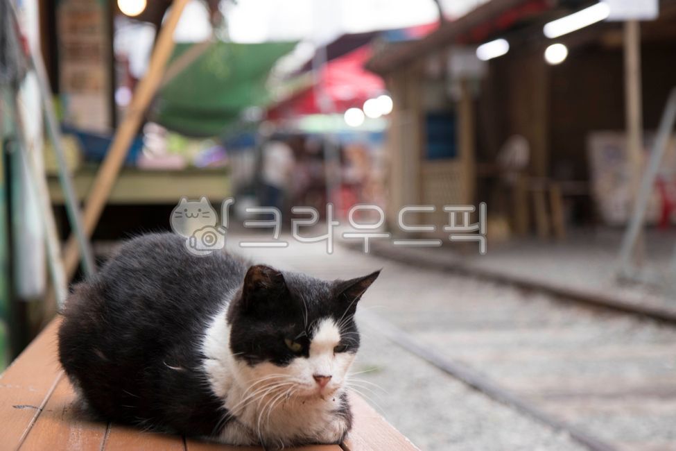cat,고양이,animal,동물,식빵굽는,식빵굽다,철길,야외