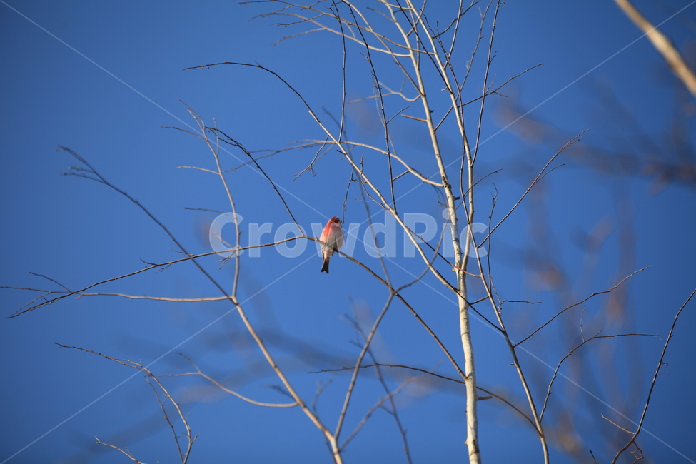 bird,새,animal,동물,양진이,야생조류,조류,철새,빨강새,식물,나문,하늘