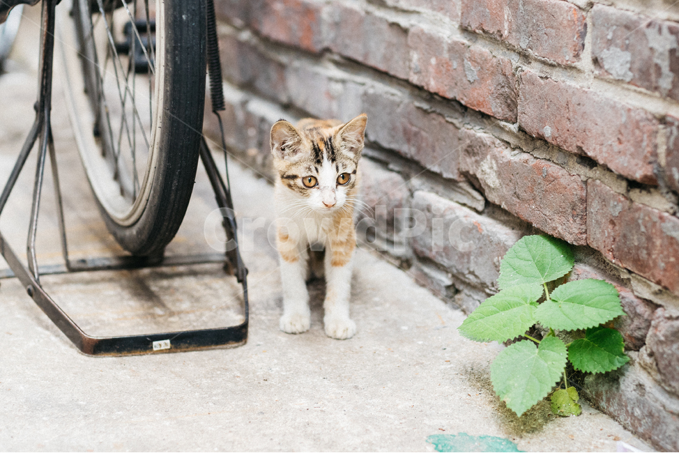 고양이,캣,cat,길냥이,길고양이,길냥,냥이,고양,동물,동물,animal,포유류,mammal,고양이,cat,kitten,kitty