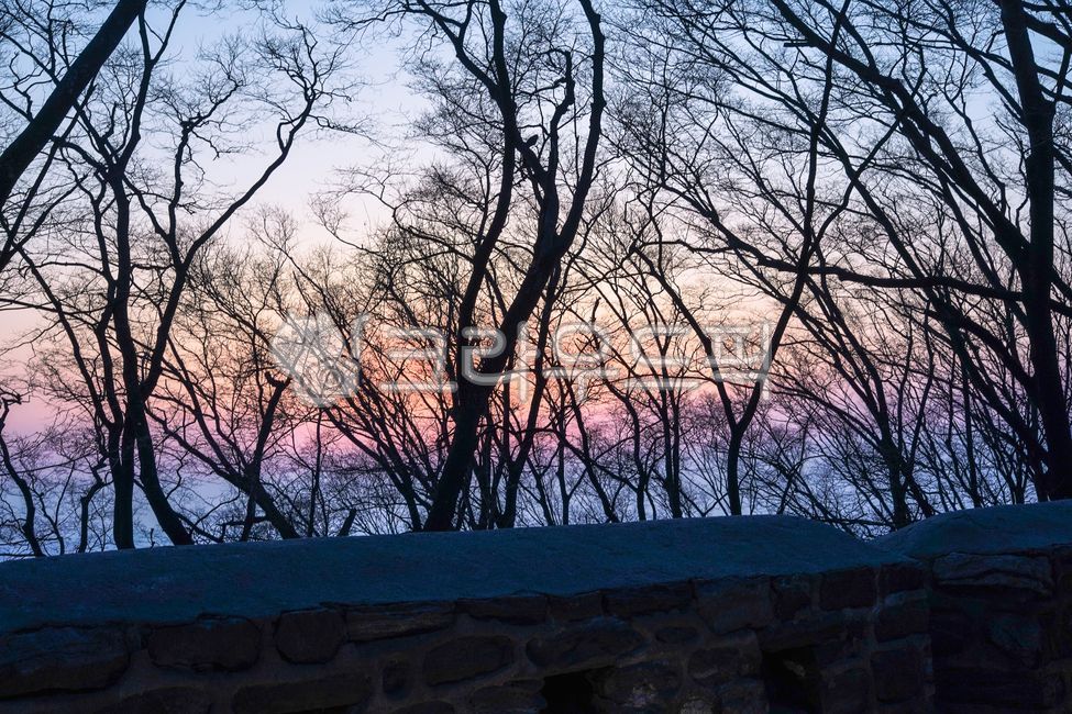 night view,tree,backlight,winter tree,branch,bough,sunlight,sunset,silhouette