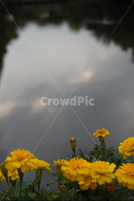 nature,자연,plant,식물,호수,꽃,식물,자연,plants,nature,꽃,flower