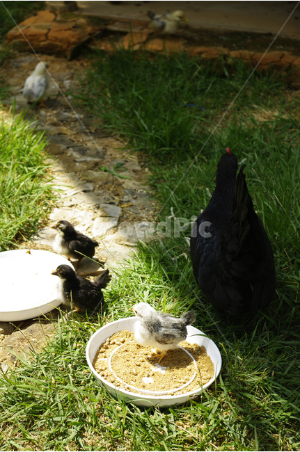 닭,병아리,빛,검은닭,조류,마당,한국,동물,animal,조류,새,birds