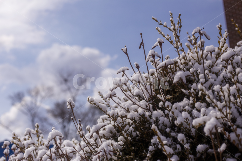 눈,자연,나무,tree,snow,겨울,계절,winter,season