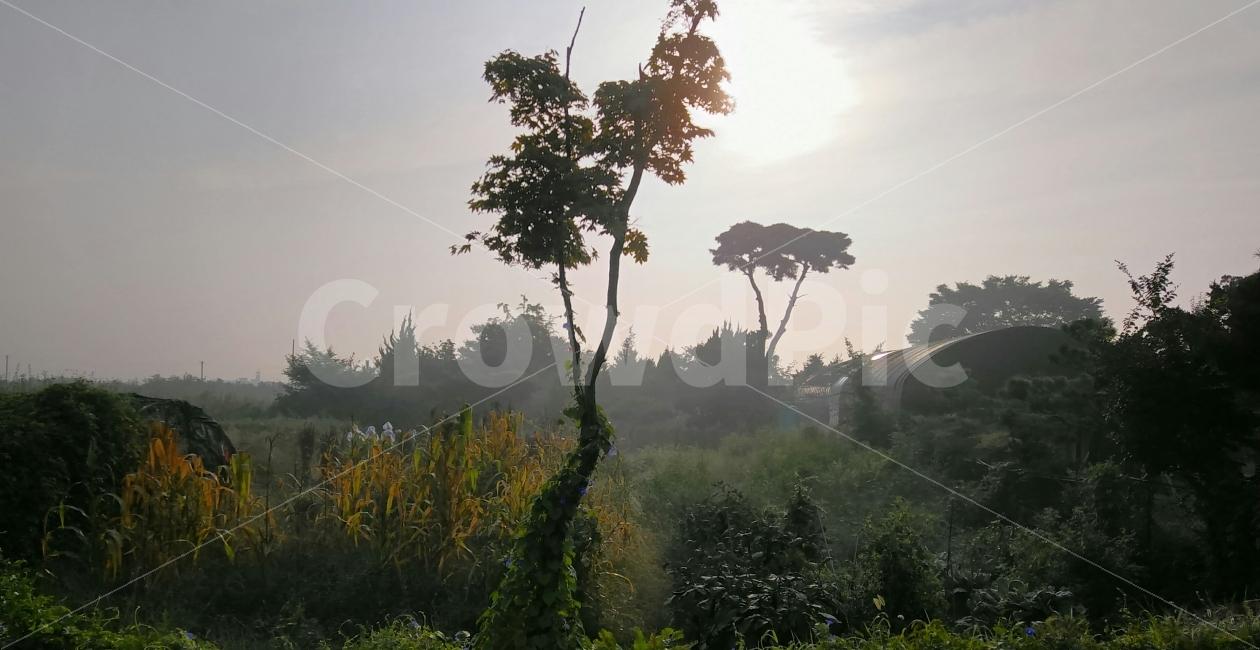 물안개,비닐하우스,출근길,나무,아침,풍경,노송,아침해,구름속해,단풍,자연,풍경,nature,landscape,시골,마을,country,rural,town,tree,plant,식물