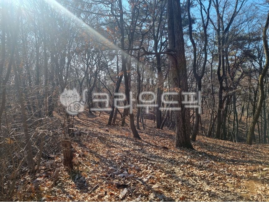 forest,shadow,woodland,vegetation,soil,small forest,path,mountain,fallen leaves,road,fallenleaves,land,sky,nature,tree,sunlight,grove,outdoors,light,plant,earth