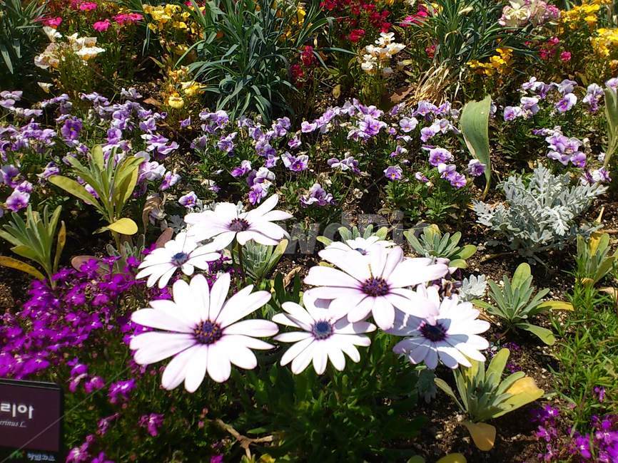 데이지,연보라꽃,꽃,꽃밭,보라색꽃,식물,자연,plants,nature,꽃,flower