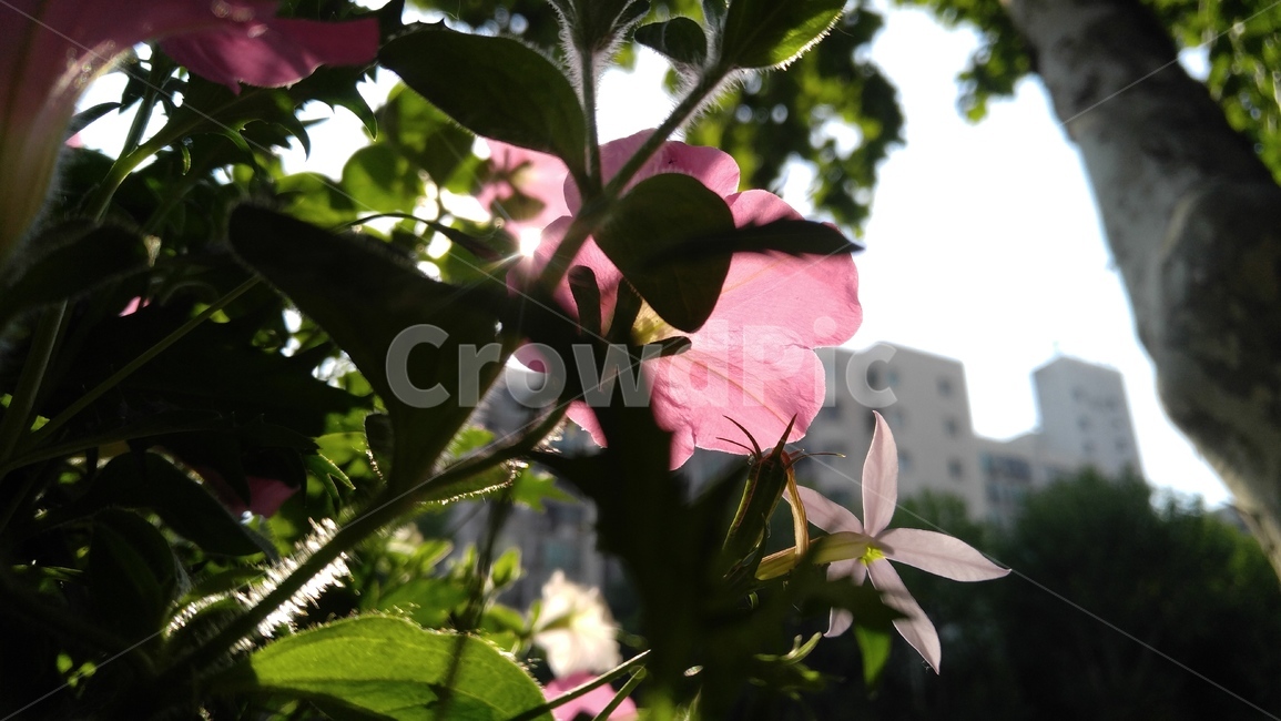 사피니아꽃,꽃,핑크색꽃,핑크,식물,감성,배경,safaniaflower,flower,pink,emotional,background,flant,bloom,floral