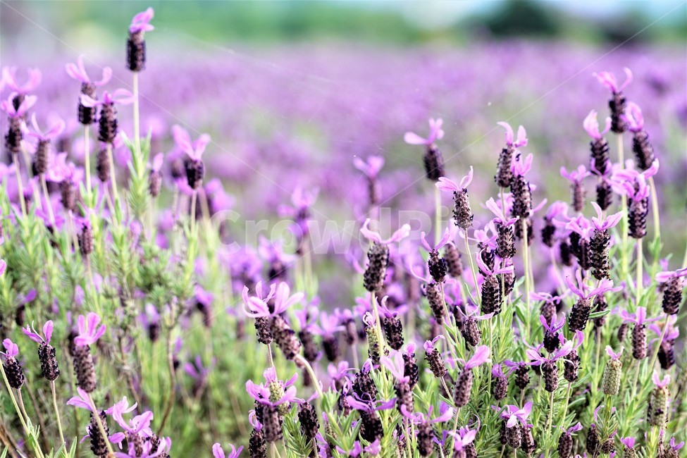 라벤더,꽃,식물,보라색,자연,봄,nature,flower,purple,violet,spring,식물,자연,plants,nature,꽃,flower