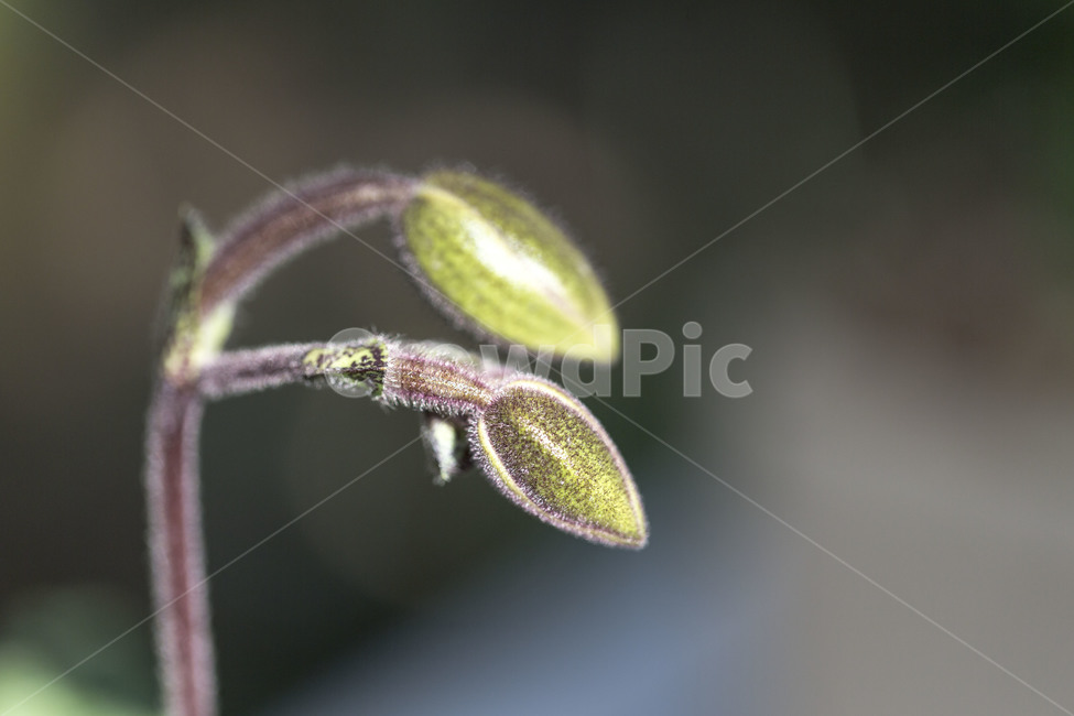 꽃봉오리,꽃,봄,식물,생명,봄,계절,spring,season,식물,자연,plants,nature,plant