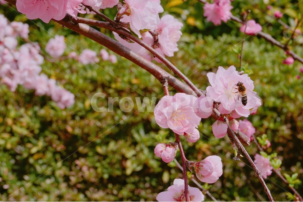 벚꽃,벌,봄,봄꽃,꿀벌,plant,식물,blossom,꽃,flower