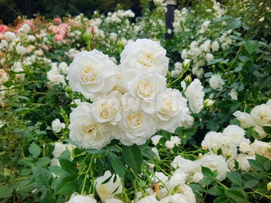 꽃송이,장미,장미축제,로즈데이,꽃다발,하트,love,사랑,자연,계절의여왕,rose,장미향,장미공원,장미무늬