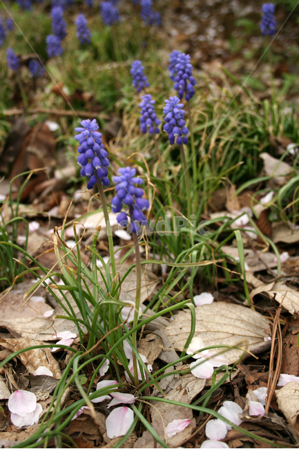 무스카리,봄,봄날,감성,spring,flower,공원,풍경,식물,새싹,잎,초록,꽃,보라,보라색,봄,계절,spring,season,식물,자연,plants,nature,꽃,flower,plant,blossom