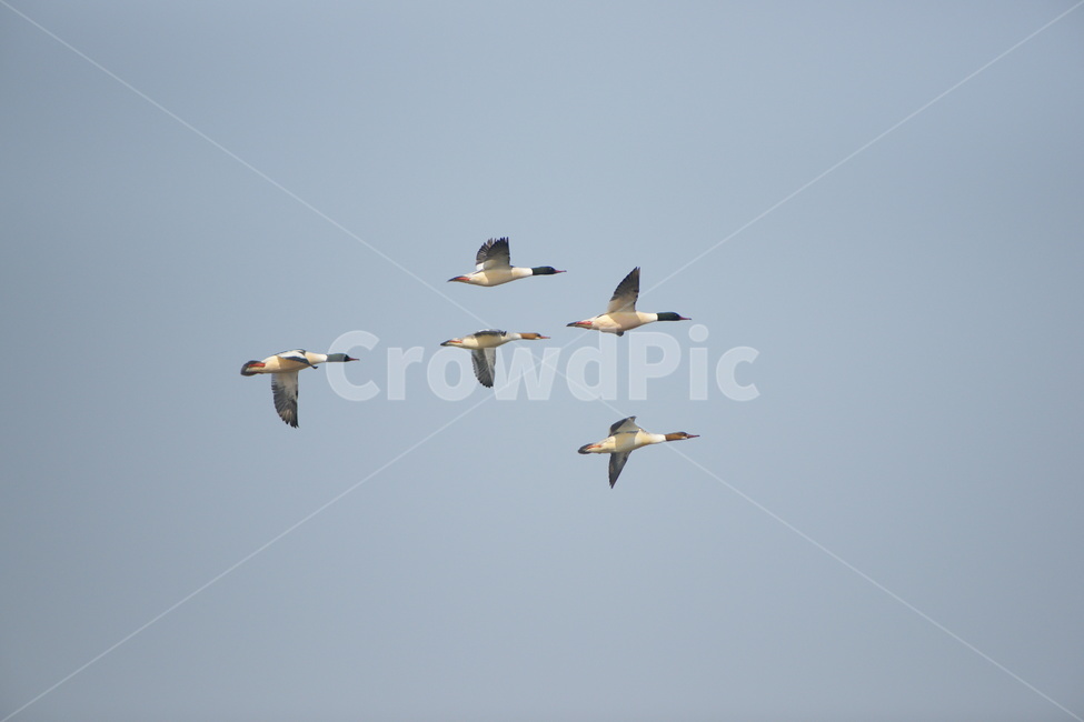 비오리,비행,철새,오리,조류,동물,animal,조류,새,birds