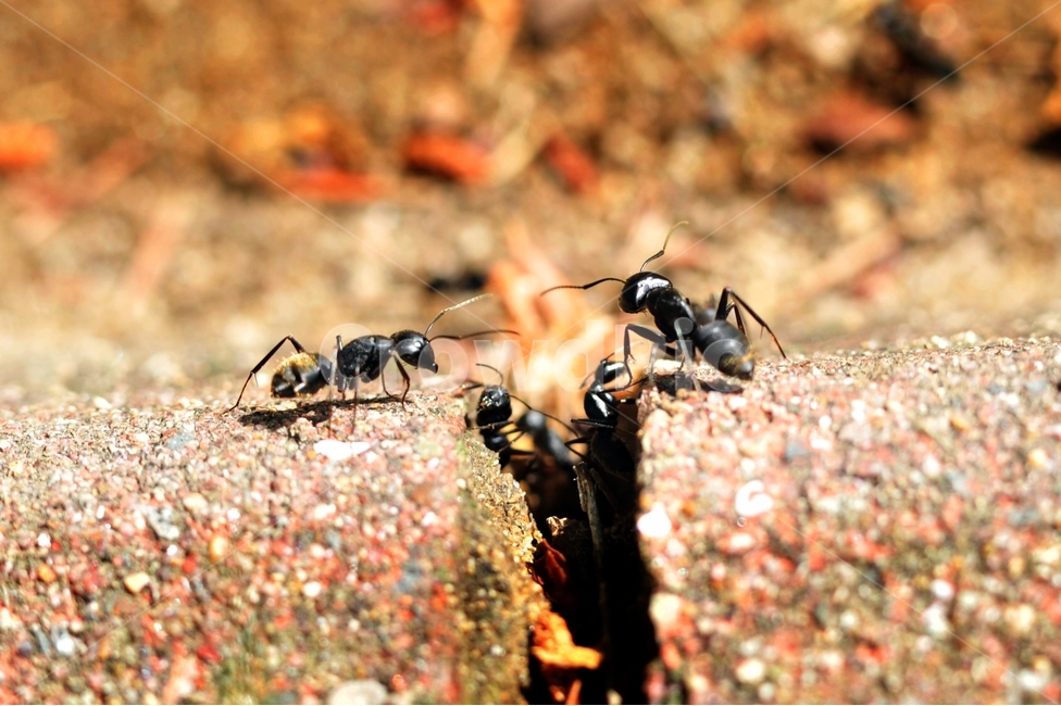 개미,절지동물,곤충,땅개미,수개미,일개미,생물,동물,animal,곤충,벌레,insect,bug