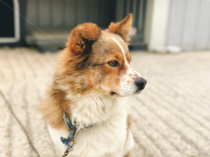 강아지,개,갈색개,dog,잡종견,동물,animal,포유류,mammal,개,강아지,dog,doggy