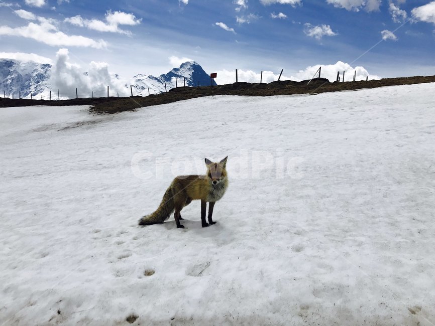 여우,mountain,산,nature,자연,outdoors,ice,빙,glacier,빙하,snow,눈,설산,흰,흰색,화이트,white,하얀,하얀색,동물,animal