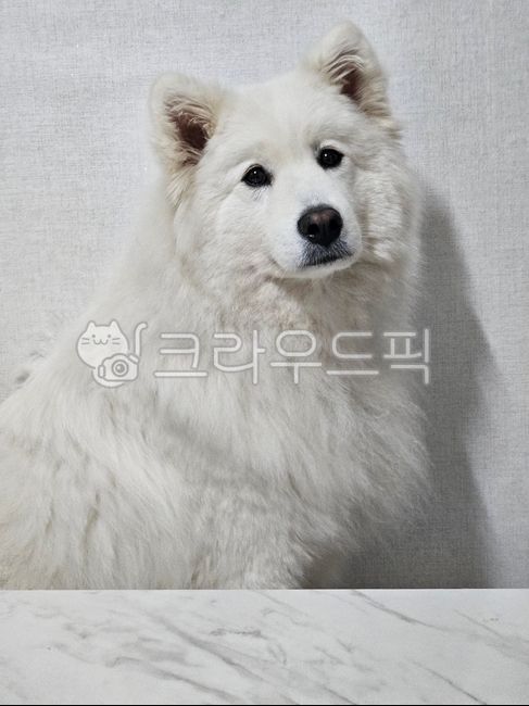 사모예드,samoyed,썰매견,강아지,정색,animal,동물,dog,개,mammal,포유류,pet,애완동물,whitedog,흰개,eskimodog,에스키모개