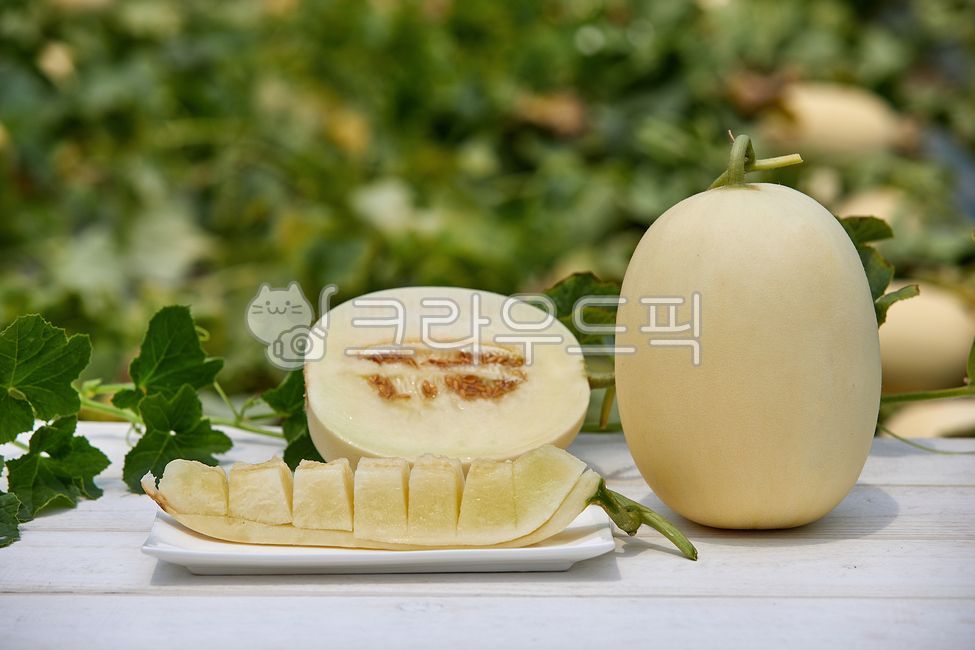 Cheonan Susin Melon,susinmelon,fruit,crops,agriculture,harvesting,white,Agriculture,melon,harvest,Fruit,cheonansusinmelon,food ingredients,leaf,food,cultivation,housemelon,White,culture,plant,house melon,stem