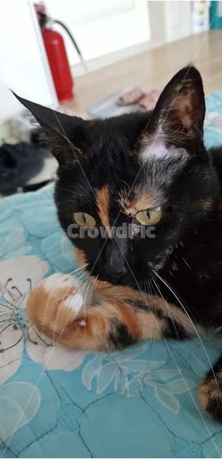고양이,cat,집냥이,카오스,삼색냥