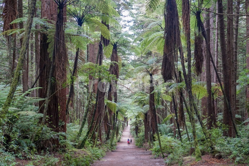 뉴질랜드,로토루아,ledwood,레드우드숲,나무,tree,세계자연풍경,해외자연풍경,외국자연풍경,world nature landscape
