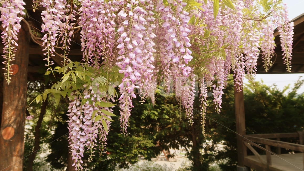 등나무꽃,등나무,봄,봄꽃,꽃,핑크,분홍,오두막,blossom,garden,nature,park,plant,bloom,wisteria,purple,blooming,flower,violet,spring,outdoor,leaf,beautiful,정원,잎사귀,피다,wisteriafloribunda,wisteriasinensis,background