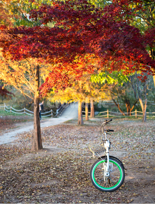 풍경,자연,단풍,가을,오후,서울숲,자전거,가을,계절,fall,autumn,season,자연,풍경,nature,landscape,사물,물건,오브젝트,thing,object,matter,bike,transportation,교통,bicycle,vehicle,차량,wheel,바퀴,machine,기계,tree,나무,plant,식물