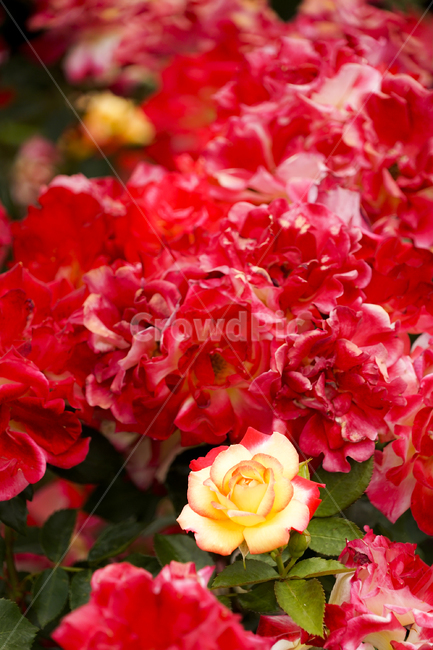 꽃,plant,식물,flower,rose,장미