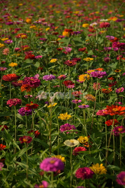 백일홍,꽃,군락지,풍경,자연,꽃밭,풍경사진,백일홍군락,식물,자연,plants,nature,꽃,flower