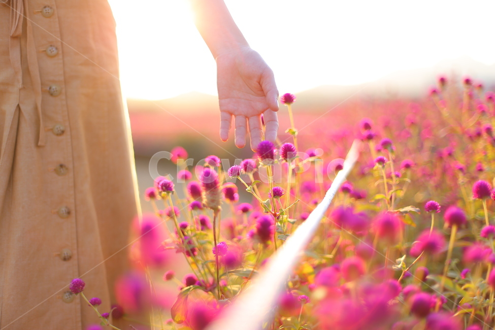손,천일홍,빛,꽃밭,꽃,light,sunshine,flower,pink,색감,핑크,체리핑크,손가락,식물,자연,plants,nature,꽃,flower,사람,인물,인간,human,person,신체일부,몸,body,여성,여자,woman,female,lady,감성,sensible,feeling