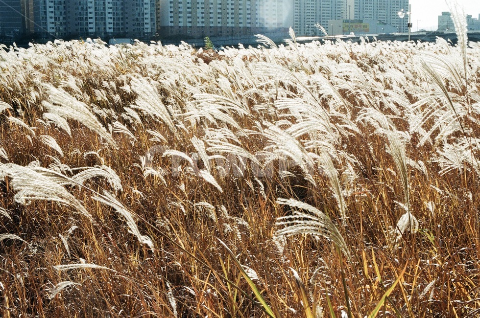 갈대,억새,풍경,가을,필름,필름사진,필름카메라,reeds,landscape,film,silvergrass,autumn,fall,filmcamera,필카,가을,계절,fall,autumn,season,grass,잔디,plant,식물