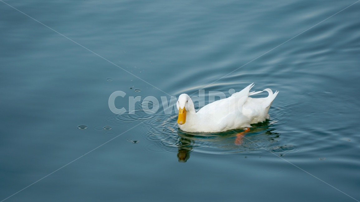 동물,오리,호수,animal,물,백조,꽥꽥,동물,animal,조류,새,birds