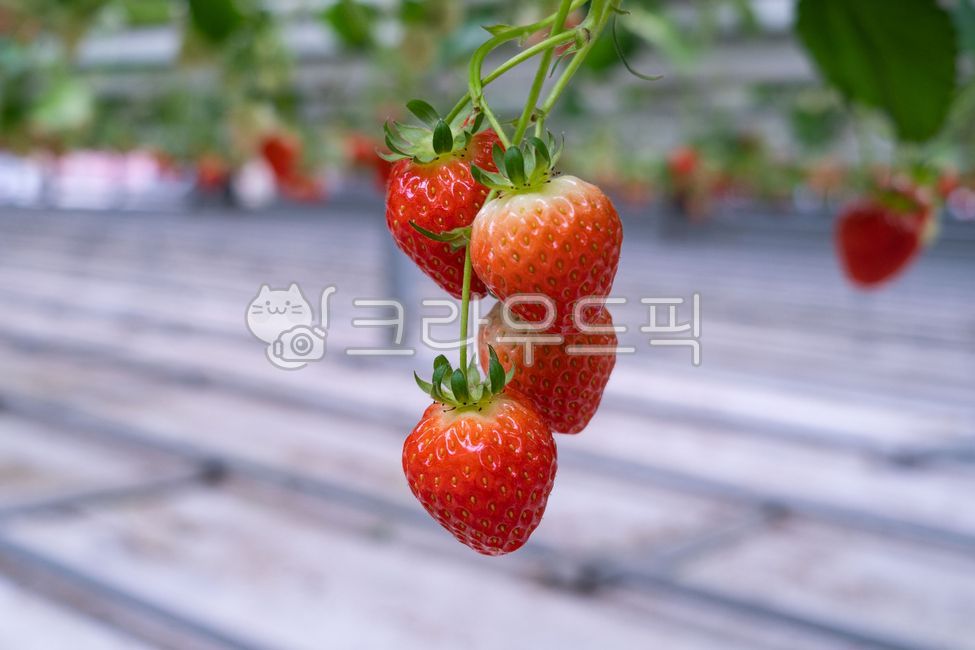 Red,green,fruit,strawberry,Picked it myself,Clean,fresh