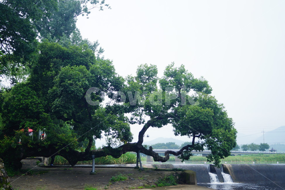 plant,식물,tree,나무,treetrunk,나무줄기,나무,trees,wood