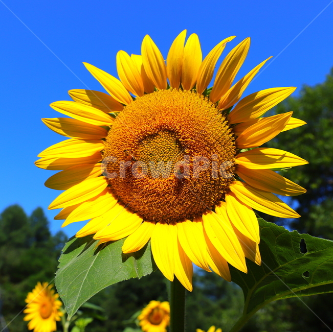 강원도,태백해바라기축제,하늘,해바라기,벌,노랑색,녹색잎,파란하늘,plant,식물,blossom,flower,꽃,꽃잎