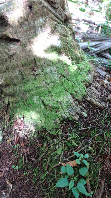 자연,nature,green,초록,plant,밀림,숲,forest,나무둥치,이끼,둥치