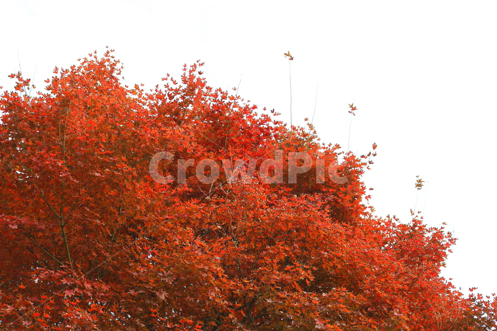 나무,단풍,단풍나무,식물,가을,자연,가을,계절,fall,autumn,season,식물,자연,plants,nature,나무,trees,wood,tree,maple,plant