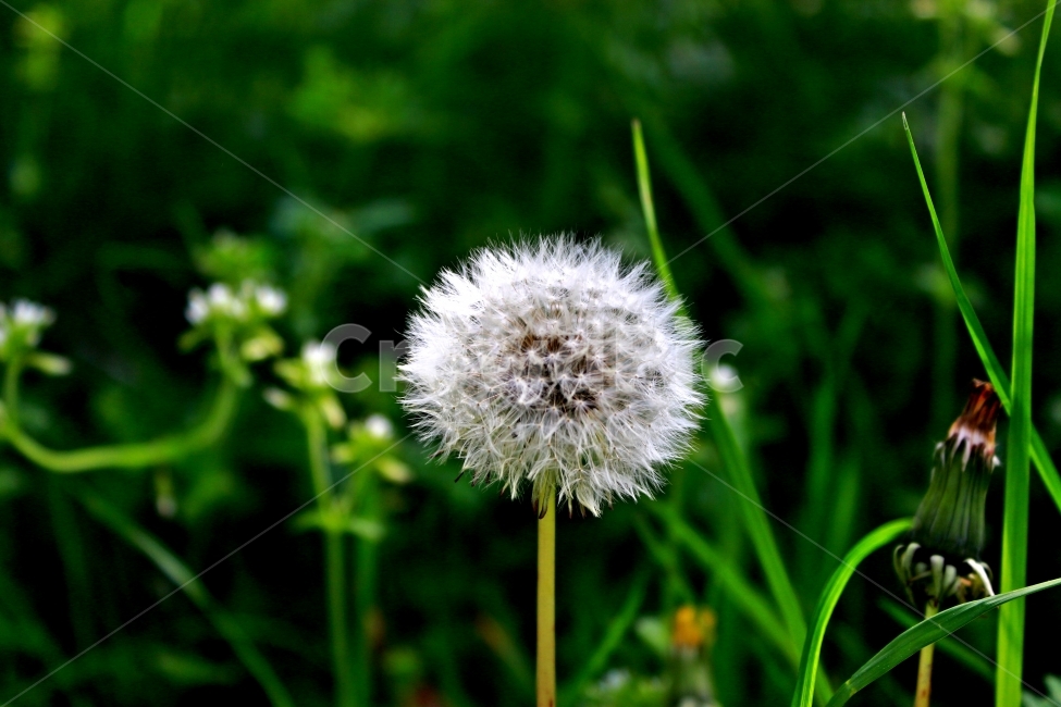 들꽃,꽃,민들레,풍경,플라워,flower,식물,자연,plants,nature,꽃,flower