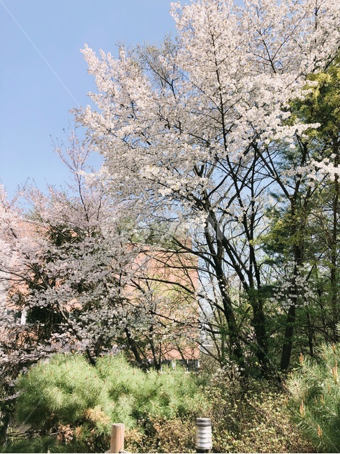 벚꽃,벚꽃나무,꽃구경,대학교,소나무,대학교벚꽃,서울여대,꽂