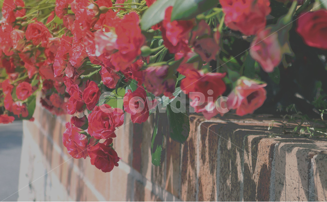 flower,꽃,plant,식물,장미,rose