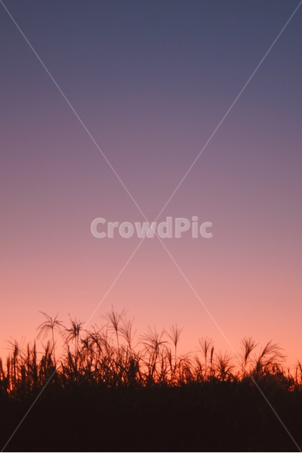 손짓,억새,하늘공원,공원,노을,sunset,자연,nature,outdoors,옥외,plant,식물,붉음,그라데이션,gradation