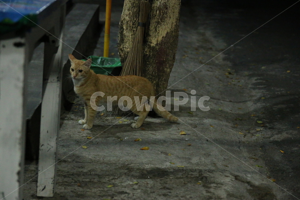 cat,고양이,animal,동물,pet,포유류,도둑고양이,길고양이,야생고양이,동물,animal,포유류,mammal,고양이,cat,kitten,kitty