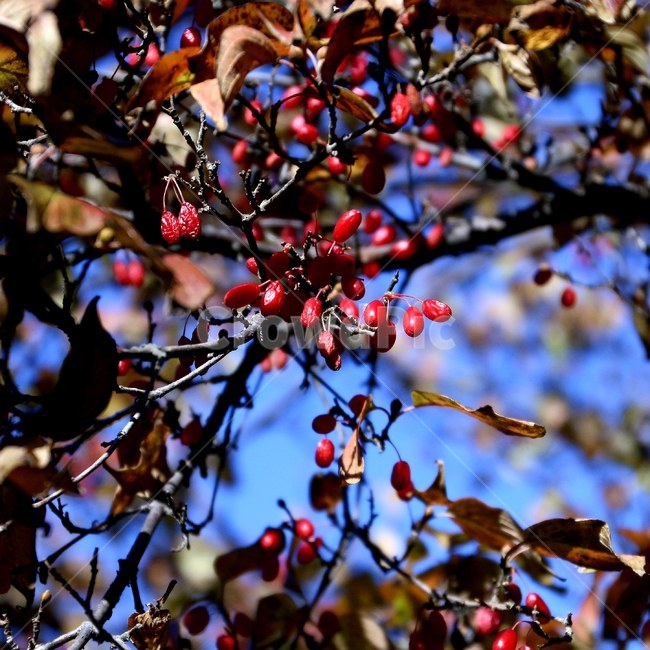 plant,식물,열매,과실,알갱이,과일,열매,fruit