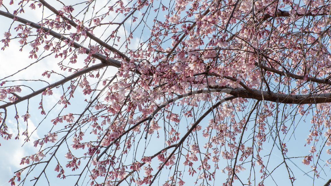 벚꽃,봄,벚꽃나무,자연,꽃,flower,spring,파란하늘,식물,푸른하늘,봄,계절,spring,season,식물,자연,plants,nature,꽃,flower,plant,cherry blossom,blossom