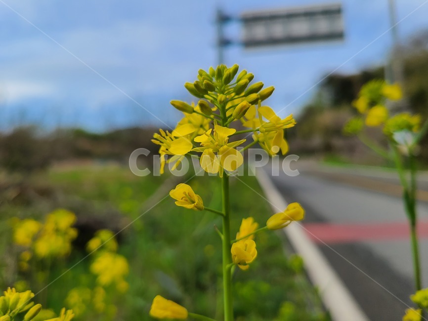 봄,꽃,노란,노란꽃,따뜻함,예쁨,예쁜